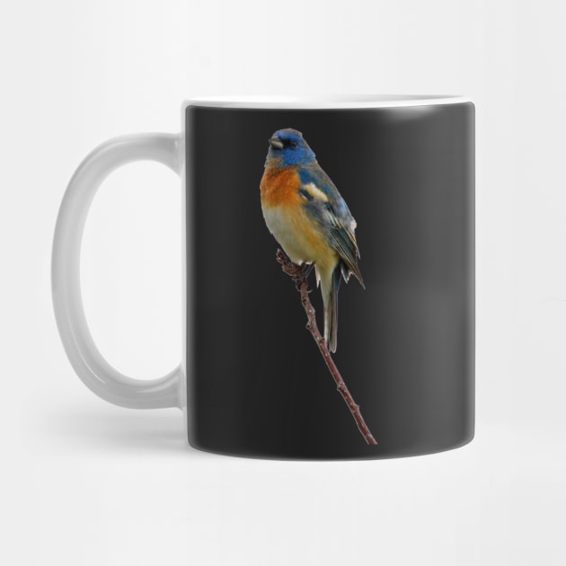 Lazuli Bunting by Whisperingpeaks